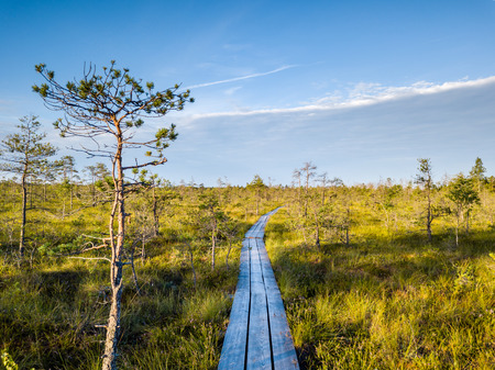 Moody Drone Photo of Colorful Moorland in Early Summer Sunrise with a Wooden Path Through itの写真素材