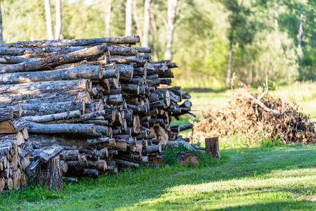 A Pile of Logs in the Backyard on the Sunny Summer Eveningの写真素材