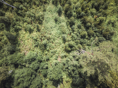 Aerial Drone Photo of the Countryside Forest, Top Down View in Sunny Summer Day - Background Material, Vintage Look Editの写真素材