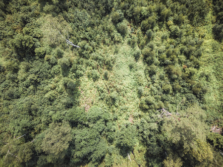 Aerial Drone Photo of the Countryside Forest, Top Down View in Sunny Summer Day - Background Material, Vintage Look Editの写真素材