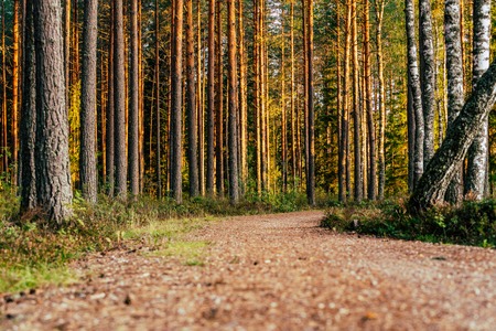 View of the Forest Road, heading deeper in the Woods on the Sunny Summer Day, Partly Blurred Image with Free Space for Textの写真素材