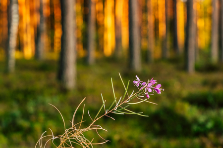 Calm and Sunny Summer Day in the Forest, with Sun Shining Through the Trees- Isolated Flower in Foreground and Blurred Trees in Backgroundの写真素材