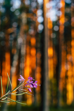 Calm and Sunny Summer Day in the Forest, with Sun Shining Through the Trees- Isolated Flower in Foreground and Blurred Trees in Backgroundの写真素材