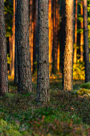 Calm and Sunny Summer Day in the Forest, with Sun Shining Through the Trees- Vegetation and Flora of Woods, Background Materialの写真素材
