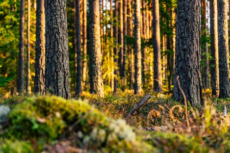 Calm and Sunny Summer Day in the Forest, with Sun Shining Through the Trees- Vegetation and Flora of Woods, Background Materialの写真素材