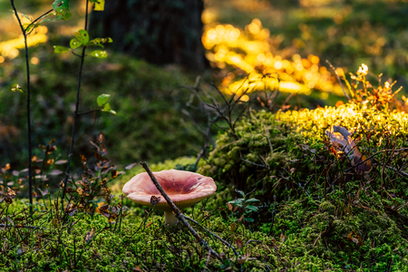 Closeup of Forest Vegetation with Grass, Mushroom and Foliage - Sunny Autumn Dayの写真素材