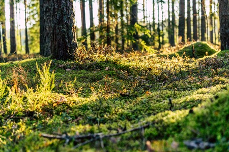 Closeup of Forest Vegetation with Grass and Foliage - Sunny Summer Dayの写真素材