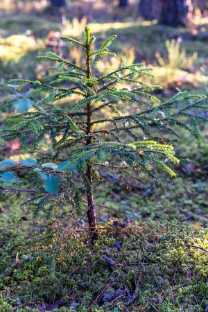 Closeup of Forest Vegetation with Grass and Foliage - Sunny Summer Dayの写真素材