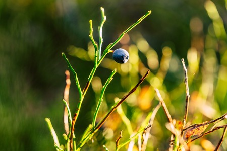 Closeup of Forest Vegetation with Grass, Blueberries and Foliage - Sunny Summer Dayの写真素材