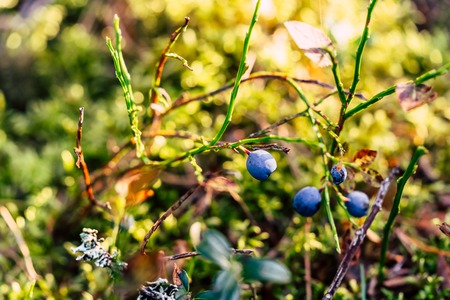 Closeup of Forest Vegetation with Grass, Blueberries and Foliage - Sunny Summer Dayの写真素材