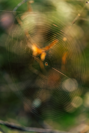 Isolated Spider Web with Spider in it in the Forest with Blurred Foliage in the Background - Sunny Autumn Dayの写真素材