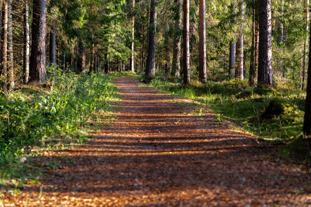 View of the Forest Road, heading deeper in the Woods on the Sunny Summer Day, Partly Blurred Image with Free Space for Textの写真素材