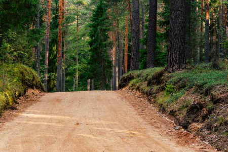 View of the Forest Road, heading deeper in the Woods on the Sunny Summer Day, Partly Blurred Image with Free Space for Textの写真素材