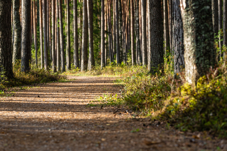 View of the Forest Road, heading deeper in the Woods on the Sunny Summer Day, Partly Blurred Image with Free Space for Textの写真素材