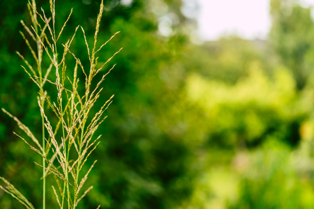 Isolated Grass Stalks With Blurred Background and Free Space for Text - Sunny Autumn Dayの写真素材