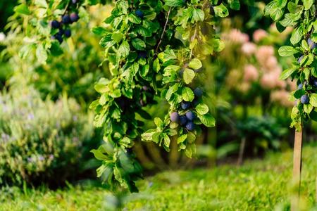 Tree Branches Full of Plums in the Garden, Vegetation Background - Sunny Autumn Dayの写真素材