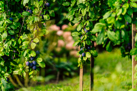 Tree Branches Full of Plums in the Garden, Vegetation Background - Sunny Autumn Dayの写真素材