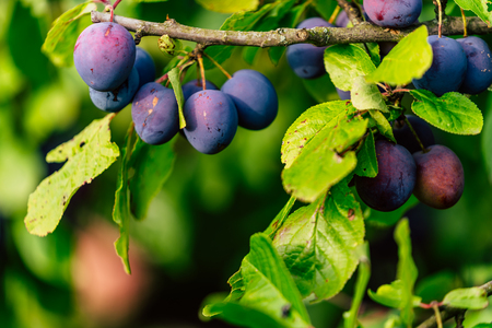 Tree Branches Full of Plums in the Garden, Vegetation Background - Sunny Autumn Dayの写真素材