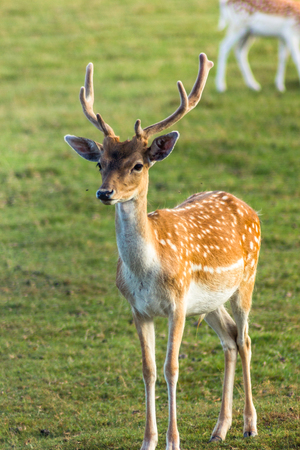 Reindeers Running Around in Latvia - with the Green Grass Behind themの写真素材