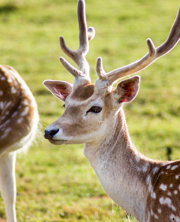 Closeup Look of Reindeers Running Around in Latvia - with the Green Grass Behind themの写真素材