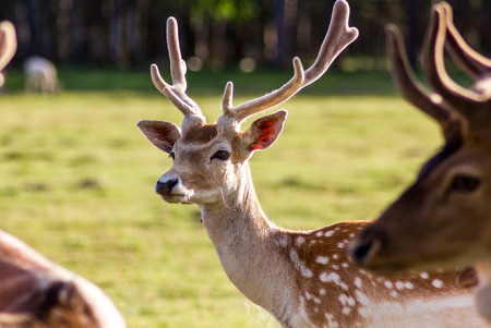 Closeup Look of Reindeers Running Around in Latvia - with the Green Grass Behind themの写真素材