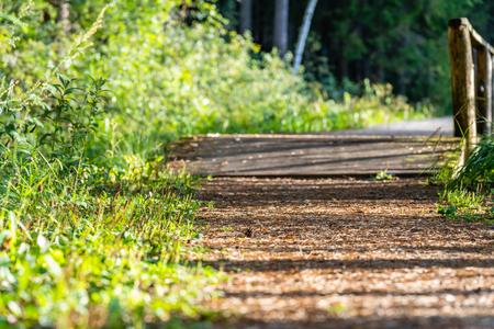 View of the Forest Road, heading deeper in the Woods on the Sunny Summer Day, Partly Blurred Image with Free Space for Textの写真素材