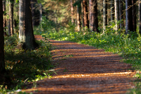 View of the Forest Road, heading deeper in the Woods on the Sunny Summer Day, Partly Blurred Image with Free Space for Textの写真素材
