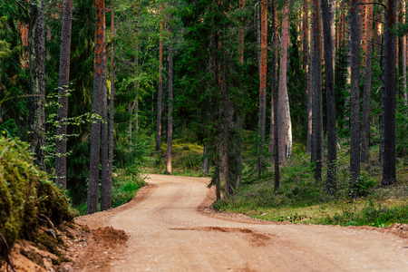 View of the Forest Road, heading deeper in the Woods on the Sunny Summer Day, Partly Blurred Image with Free Space for Textの写真素材