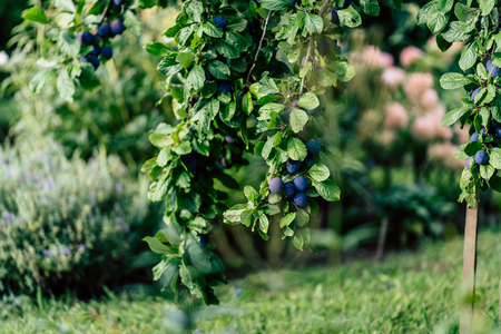 Tree Branches Full of Plums in the Garden, Vegetation Background - Sunny Autumn Dayの写真素材