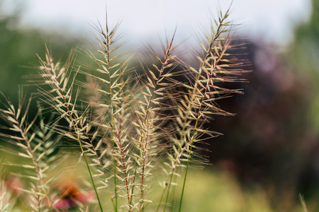 Isolated Grass Stalks With Blurred Background and Free Space for Text - Sunny Autumn Dayの写真素材