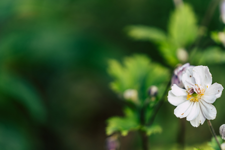 Isolated Flower in Garden With Blurred Background and Free Space for Text - Sunny Autumn Dayの写真素材