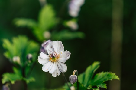 Isolated Flower in Garden With Blurred Background and Free Space for Text - Sunny Autumn Dayの写真素材