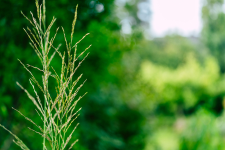 Isolated Grass Stalks With Blurred Background and Free Space for Text - Sunny Autumn Dayの写真素材