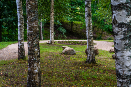 Colorful Photo of the Road in a Park, Between Woods - Sunny Autumn day, Birches all Around the Roadの写真素材
