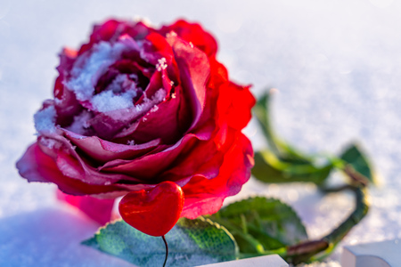 Closeup of Isolated Word "Love" from Wood in the Snow on Sunny Winter Day with White Background with Red Heart Decorations and Roses Around it - Concept of Love, Happiness and Joy on Valentines Dayの写真素材