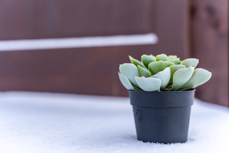 Closeup Photo of Isolated Plant in a Pot with the White Snow Background and Place for Text - Concept of the Peace and Harmony in Natureの写真素材