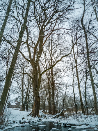 Closeup Details of Woods in Cloudy Winter Day with Snow Covering the Ground, Abstract Background - Concept of Sadnessの写真素材