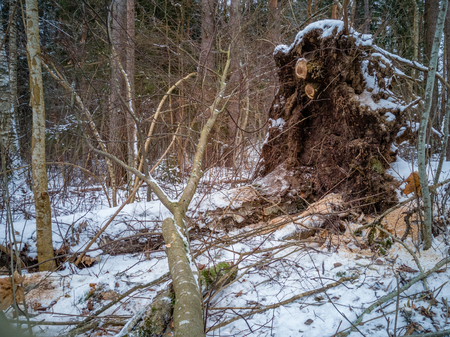 Closeup Details of Tree Trunk in the Woods in Cloudy Winter Day with Snow Covering the Ground, Abstract Background - Concept of Hard Workの写真素材