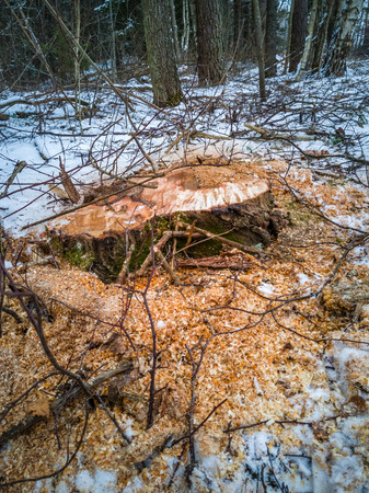 Closeup Details of Tree Trunk in the Woods in Cloudy Winter Day with Snow Covering the Ground, Abstract Background - Concept of Hard Workの写真素材