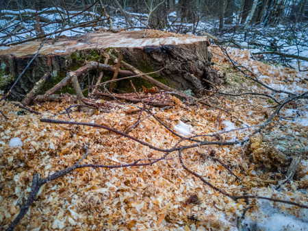 Closeup Details of Tree Trunk in the Woods in Cloudy Winter Day with Snow Covering the Ground, Abstract Background - Concept of Hard Workの写真素材