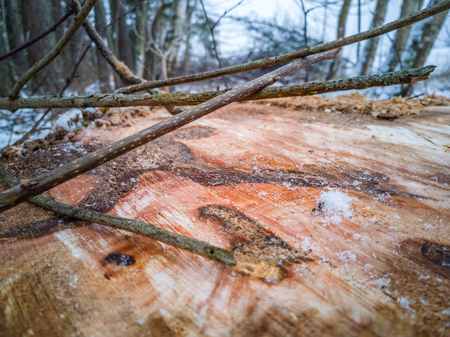 Closeup Details of Tree Trunk in the Woods in Cloudy Winter Day with Snow Covering the Ground, Abstract Background - Concept of Hard Workの写真素材