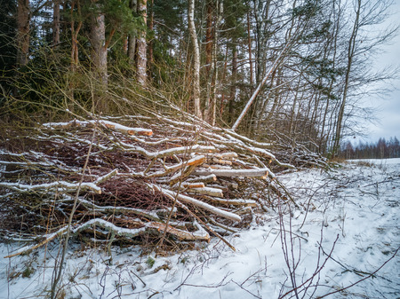 Closeup Details of Tree Trunk in the Woods in Cloudy Winter Day with Snow Covering the Ground, Abstract Background - Concept of Hard Workの写真素材