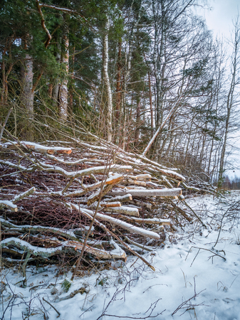 Closeup Details of Tree Trunk in the Woods in Cloudy Winter Day with Snow Covering the Ground, Abstract Background - Concept of Hard Workの写真素材