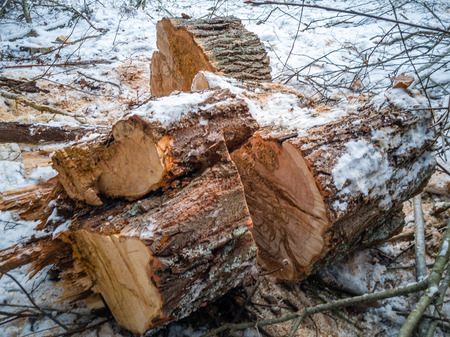Closeup Details of Sawed Logs in Cloudy Winter Day with Snow Covering the Ground, Abstract Background - Concept of Hard Workの写真素材