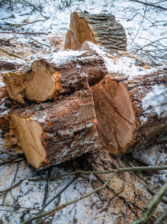 Closeup Details of Sawed Logs in Cloudy Winter Day with Snow Covering the Ground, Abstract Background - Concept of Hard Workの写真素材