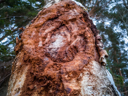 Closeup Details of Tree Trunk in the Woods in Cloudy Winter Day with Snow Covering the Ground, Abstract Background - Concept of Hard Workの写真素材