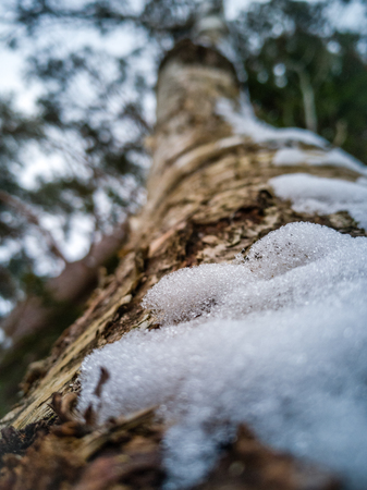 Closeup Details of Tree Trunk in the Woods in Cloudy Winter Day with Snow Covering the Ground, Abstract Background - Concept of Hard Workの写真素材