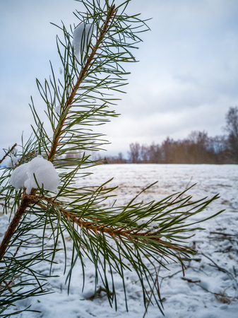 Closeup Details of Fauna in the Woods in Cloudy Winter Day with Snow Covering the Ground, Abstract Background - Concept of Hard Workの写真素材
