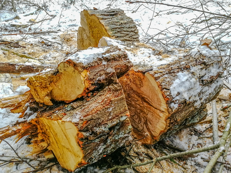 Closeup Details of Sawed Logs in Cloudy Winter Day with Snow Covering the Ground, Abstract Background - Concept of Hard Workの写真素材