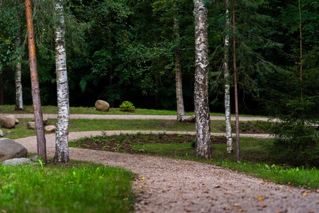 Colorful Closeup Photo of the Birch in a Park - Sunny Autumn day, Concept of Peace and Harmonyの写真素材